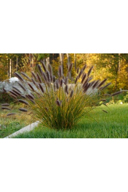 Пір'ястощетинник "Ред Хед" ідеально підходить для сучасних ландшафтів